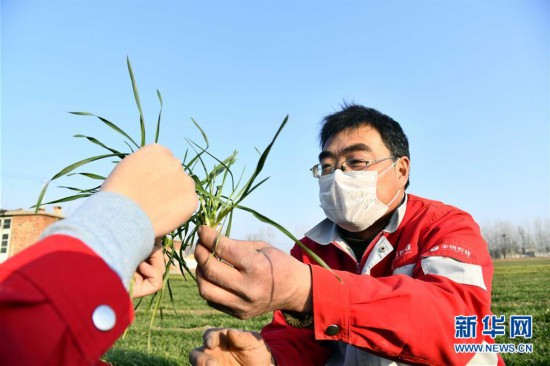 （新華全媒頭條·圖文互動(dòng)）（3）特殊之年夏糧豐收背后的特殊之舉